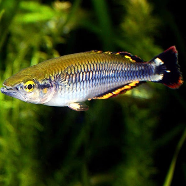 馬達加斯加彩虹魚 Madagascar rainbowfish（ Bedotia geayi ）