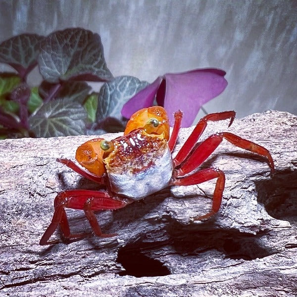 糖果惡魔蟹 Mandarin Vampire Crab ( Geosesarma notoohorum )