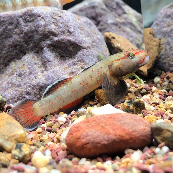 猴子吻蝦虎 Monkey goby (Rhinogobius sp.)