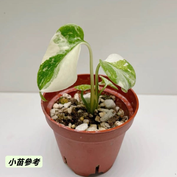 灑金龜背竹（ Monstera deliciosa ）