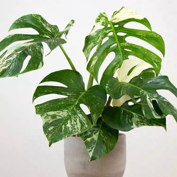 灑金龜背竹（ Monstera deliciosa ）