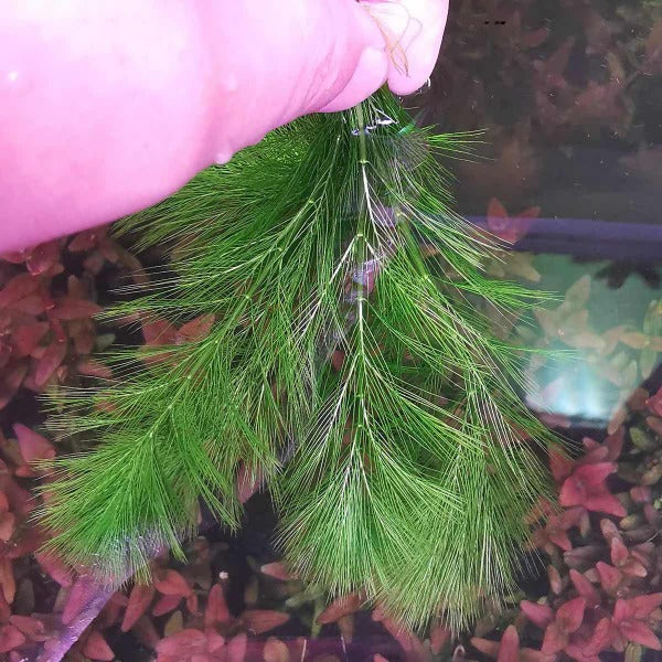 綠羽毛 ( Myriophyllum hippuroides )