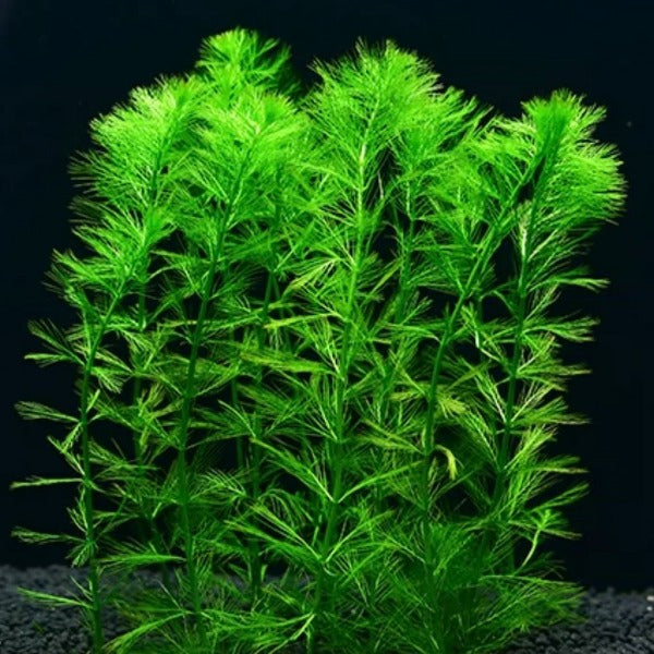 綠羽毛 ( Myriophyllum hippuroides )