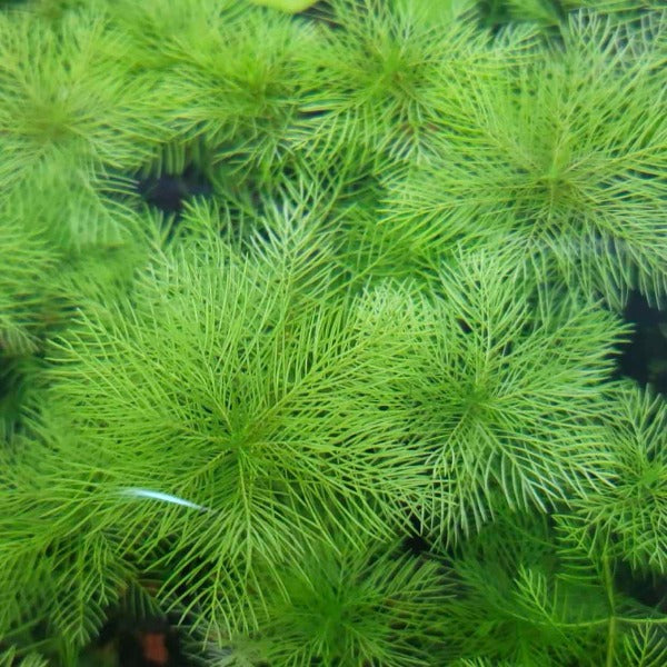 綠羽毛 ( Myriophyllum hippuroides )