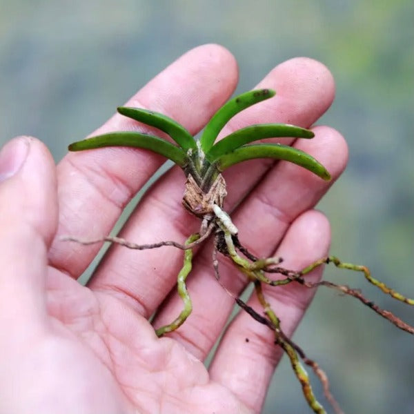 短距風蘭 ( Neofinetia richardsiana  )