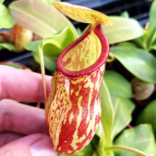 蓋亞豬籠草 ( Nepenthes ‘Gaya’ ）