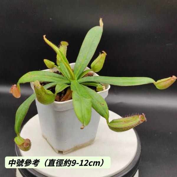 黑白環豬籠草 （ Nepenthes albomarginata ‘Black’ ）