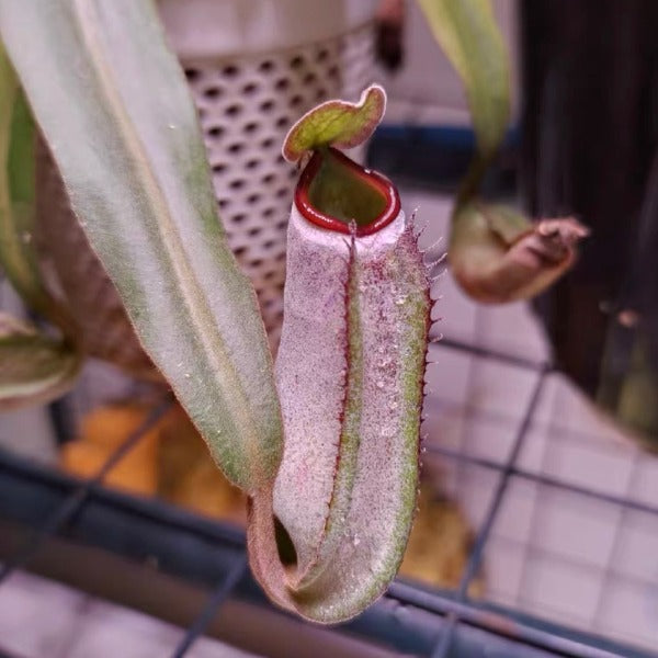 黑白環豬籠草 （ Nepenthes albomarginata ‘Black’ ）