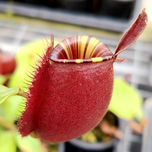 線唇紅蘋果豬籠草 ( Nepenthes ampullaria Red strip）