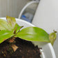 斑蘋果豬籠草 ( Nepenthes ampullaria ‘green’ ）