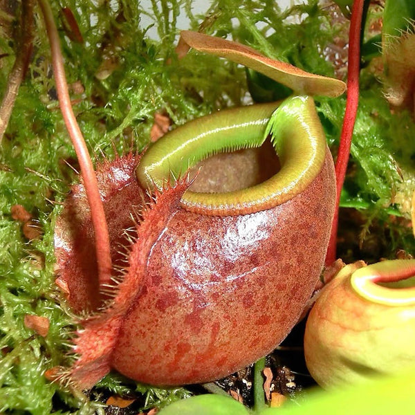 貝利豬籠草 ( Nepenthes bellii )