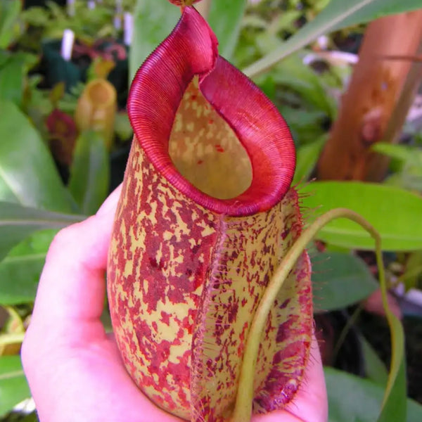 虎克豬籠草 / 紅唇斑點豬籠草 ( Nepenthes hookeriana )