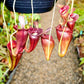 賈桂琳豬籠草（ Nepenthes jacquelineae ）