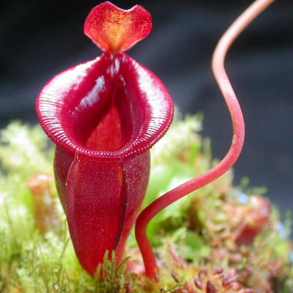 賈桂琳豬籠草（ Nepenthes jacquelineae ）