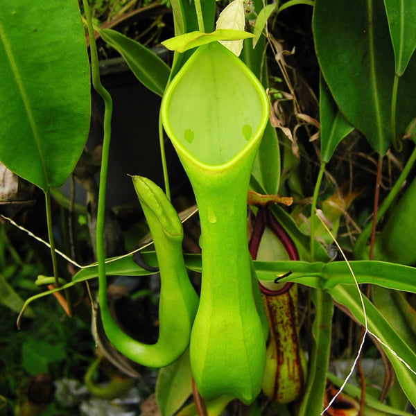 綠兩眼豬籠草 ( Nepenthes reinwardtiana ）