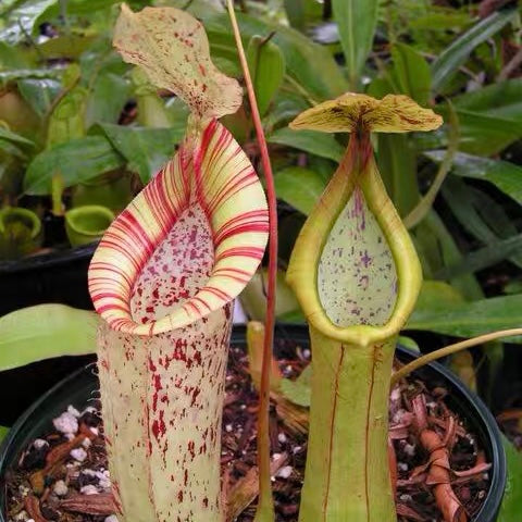 黛瑞安娜豬籠草 ( Nepenthes x dyeriana ）