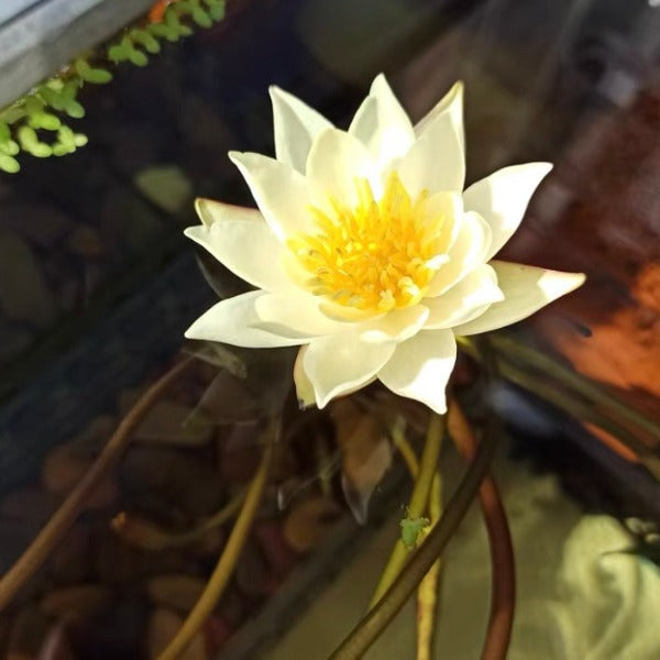 海爾芙拉睡蓮 ( Nymphaea ‘ Pygmaea helvola ’  )