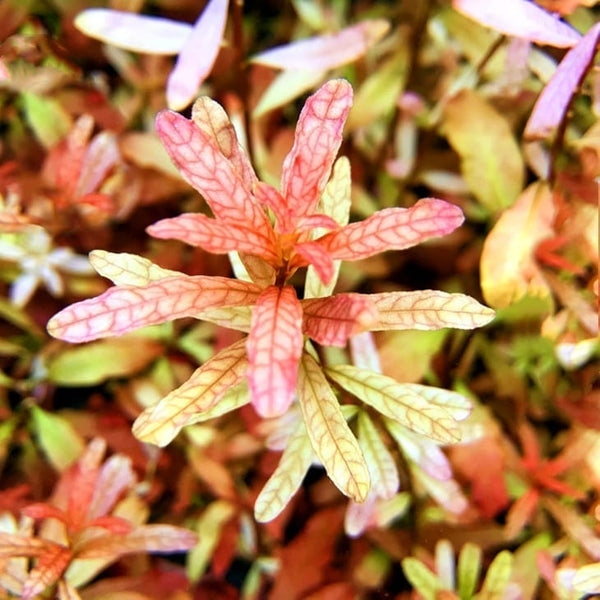 豹紋丁香 ( Ludwigia  inclinata )