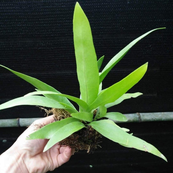 伏石蕨屬 Lemmaphyllum sp. - 森流 GreenFlow - 動植物造景專門店