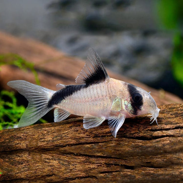 紅斜紋鼠 Corydoras Melini  (Corydoras melini)