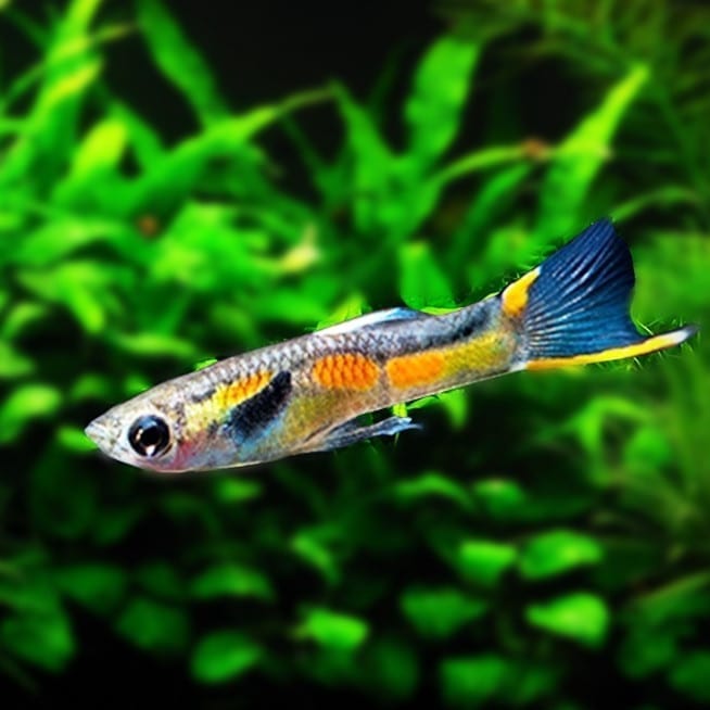 安格拉斯孔雀魚 Endler's Livebearer ( Poecilia wingei ) - 森流 GreenFlow - 動植物造景專門店