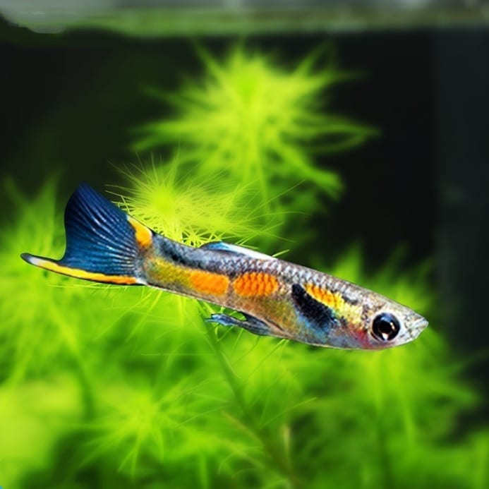 安格拉斯孔雀魚 Endler's Livebearer ( Poecilia wingei ) - 森流 GreenFlow - 動植物造景專門店