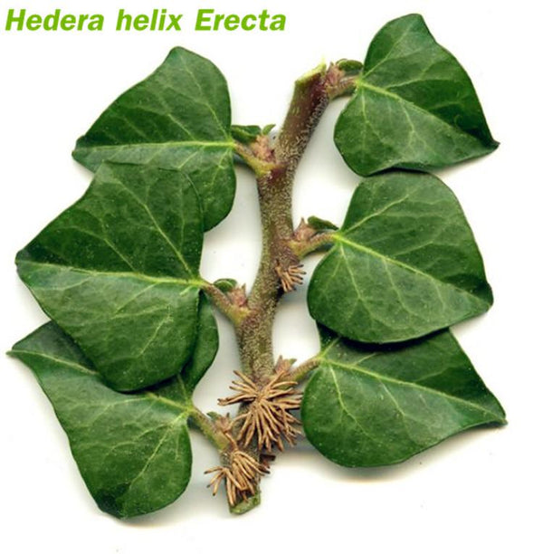 常春藤 Hedera Helix Erecta (Hedera linn) - 森流 GreenFlow - 動植物造景專門店