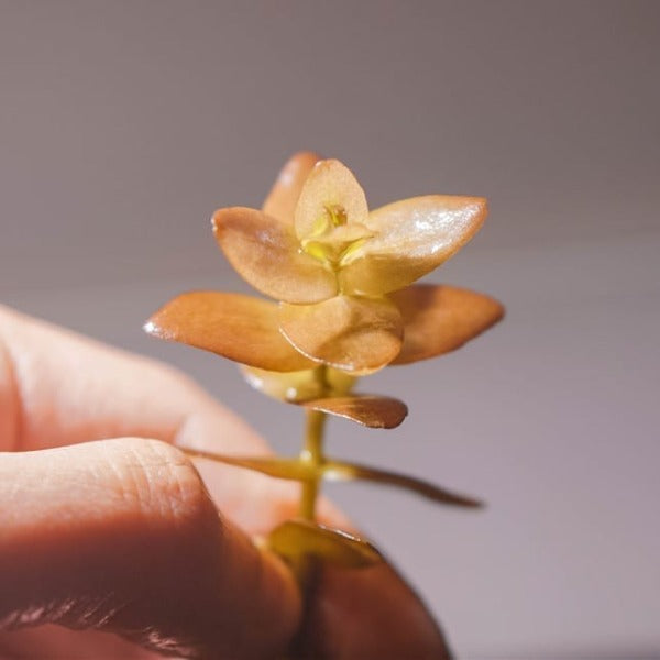 粉紅虎耳 Mint Bacopa ( Bacopa caroliniana 'colorata' )