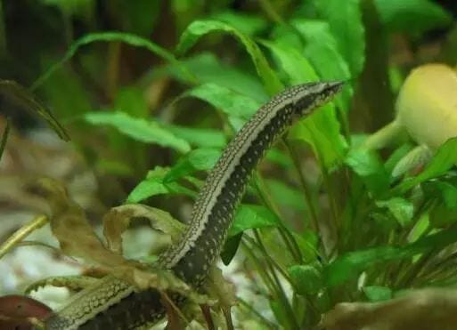 刺鰍 Lesser Spiny Eel (Mastacembelus aculeatus) - 森流 GreenFlow - 動植物造景專門店