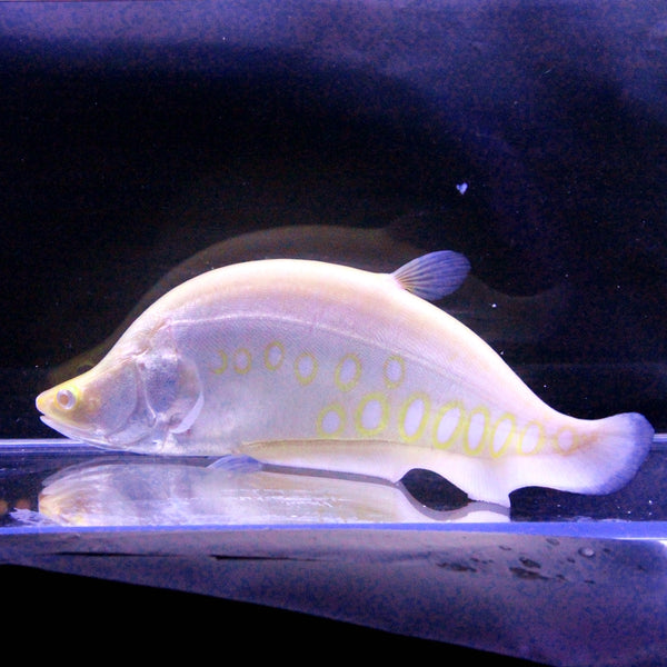 白化金刀 Clown knifefish (Chitala chitala var)