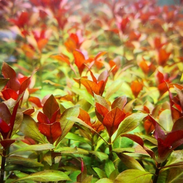 魯賓葉底紅 Ludwigia sp. Weinrot (Ludwigia repens 'rubin')