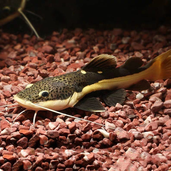 紅尾招財貓 Redtail Catfish (Phractocephalus hemioliopterus)