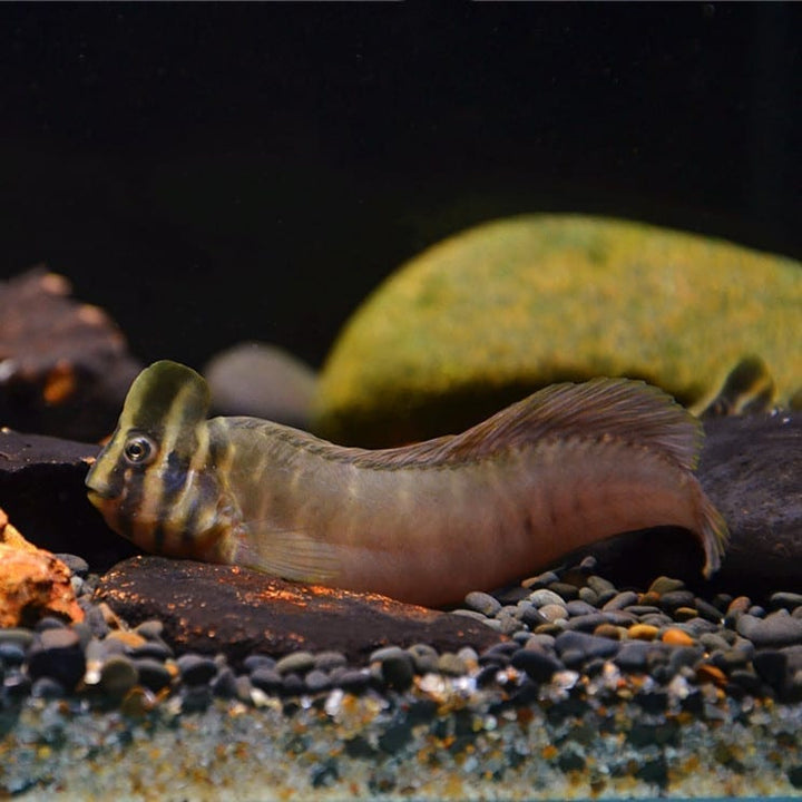 斑頭肩鰓䲁 Freshwater Tophat Blenny (Omobranchus fasciolatoceps) - 森流 GreenFlow - 動植物造景專門店