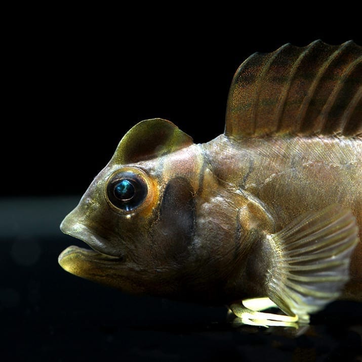 斑頭肩鰓䲁 Freshwater Tophat Blenny (Omobranchus fasciolatoceps) - 森流 GreenFlow - 動植物造景專門店