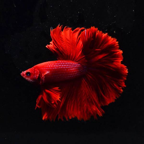 紅半月鬥魚  Red HM Betta ( Betta splendens ' half moon ' )