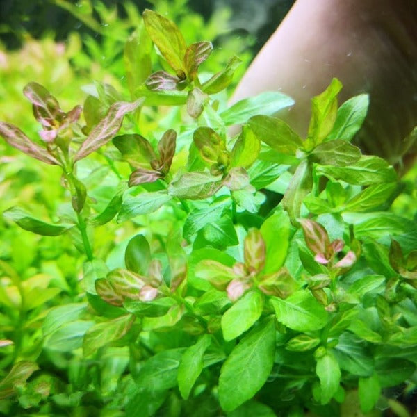 紅絲青葉 Dwarf Hygrophila  ( Hygrophila polysperma )