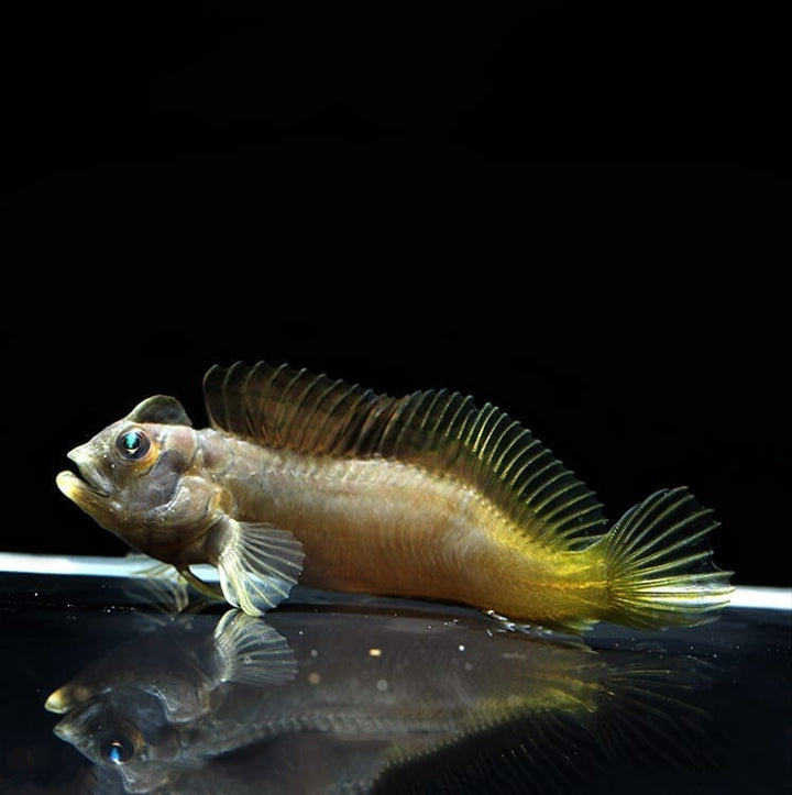 斑頭肩鰓䲁 Freshwater Tophat Blenny (Omobranchus fasciolatoceps) - 森流 GreenFlow - 動植物造景專門店