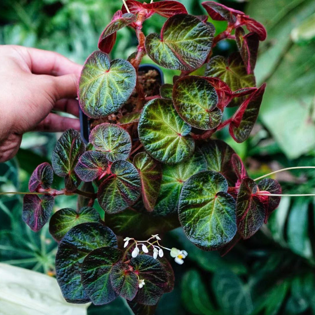 秋海棠 Begonia ' Bonita Shea '