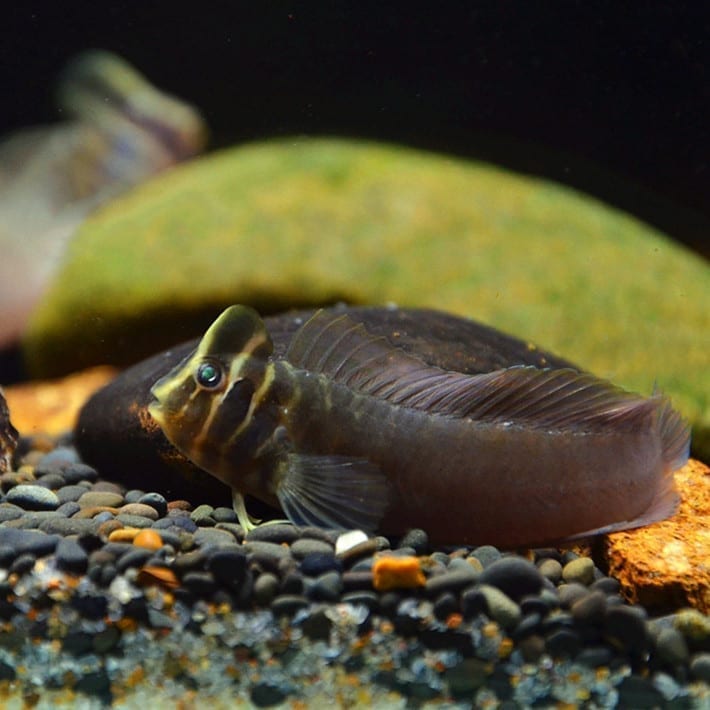 斑頭肩鰓䲁 Freshwater Tophat Blenny (Omobranchus fasciolatoceps) - 森流 GreenFlow - 動植物造景專門店