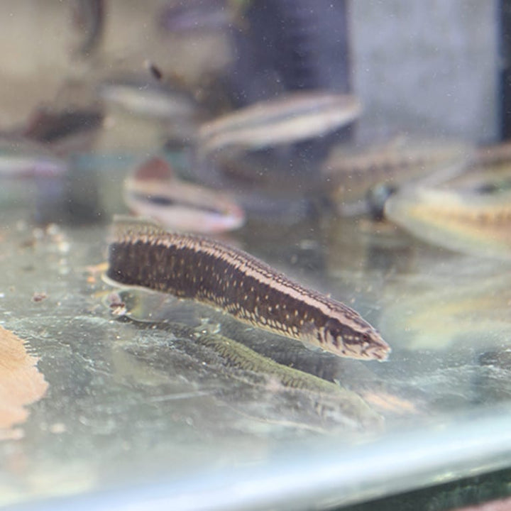 刺鰍 Lesser Spiny Eel (Mastacembelus aculeatus) - 森流 GreenFlow - 動植物造景專門店