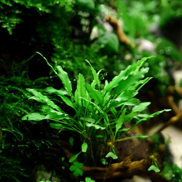 綠溫蒂椒草 Water Trumpet ( Cryptocoryne wendtii 'Green' )