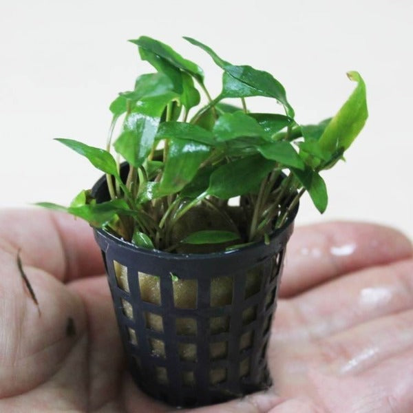 綠溫蒂椒草 Water Trumpet ( Cryptocoryne wendtii 'Green' )