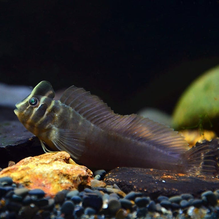 斑頭肩鰓䲁 Freshwater Tophat Blenny (Omobranchus fasciolatoceps) - 森流 GreenFlow - 動植物造景專門店