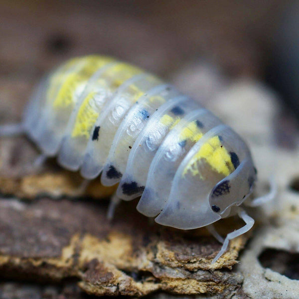 魔法藥水 (Armadillidium vulgare 'magic potion')