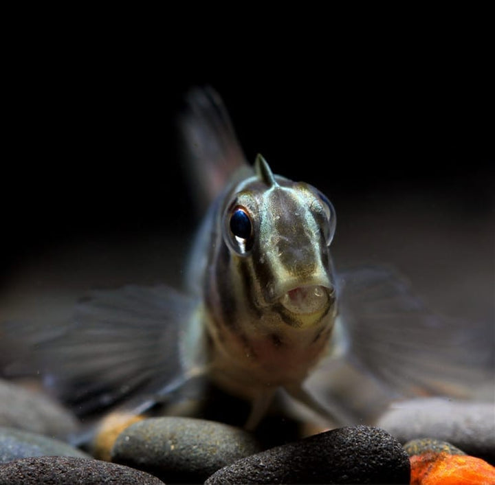 斑頭肩鰓䲁 Freshwater Tophat Blenny (Omobranchus fasciolatoceps) - 森流 GreenFlow - 動植物造景專門店