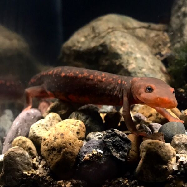 肥螈 Paddletail Newt ( Pachytriton labiatus )