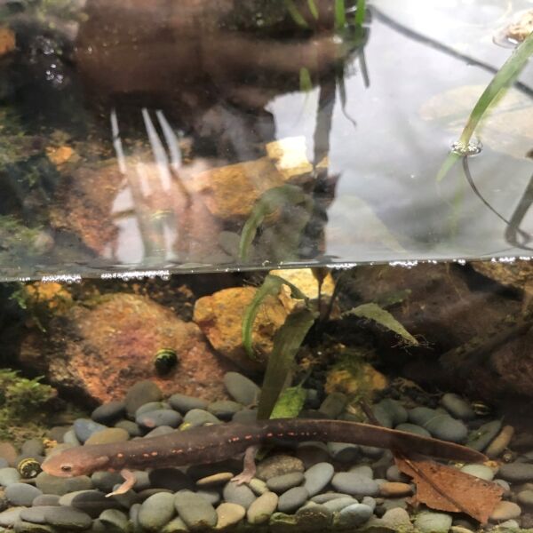 肥螈 Paddletail Newt ( Pachytriton labiatus )