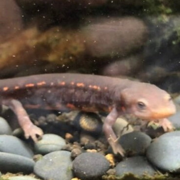 肥螈 Paddletail Newt ( Pachytriton labiatus )