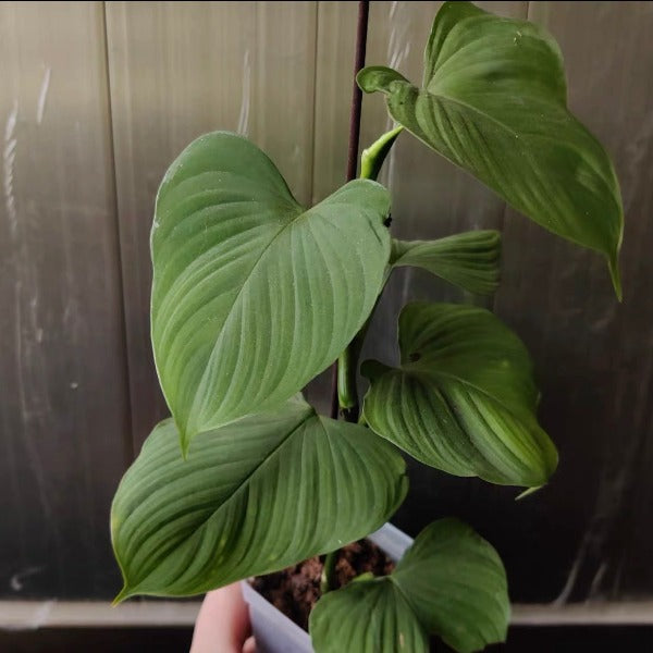 秘魯蔓綠絨 （ Philodendron Fibraecatafyllum ）