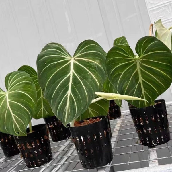 榮耀蔓綠絨 ( Philodendron Gloriosum )